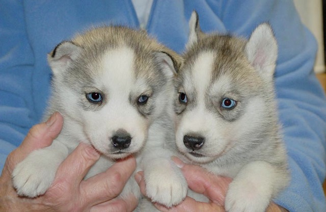 akc registrado husky siberiano pronto