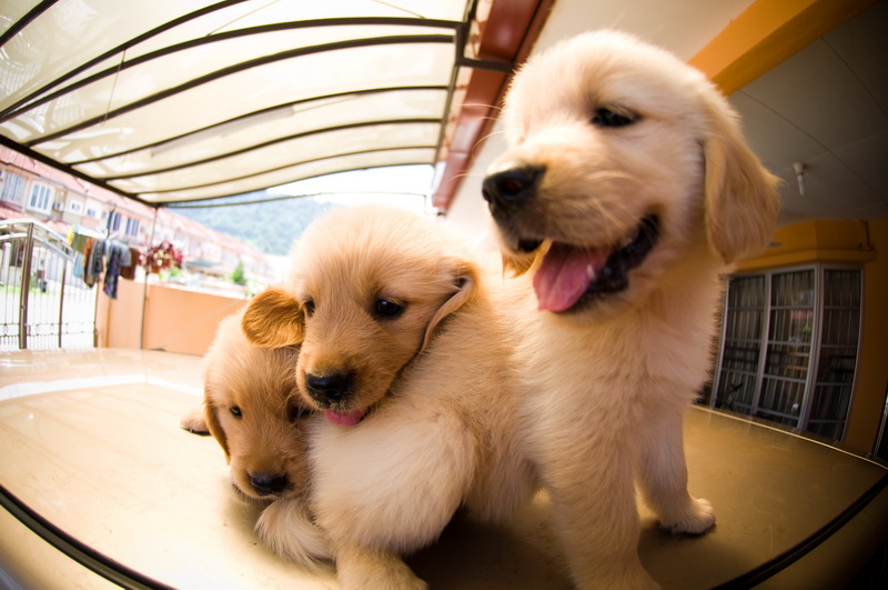 casa levantou Cachorro golden retriever disponíveis agora