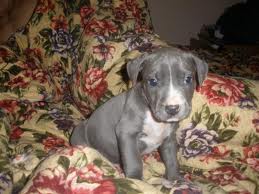 azul olhos Cachorro de pitbull americanos