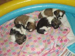 Cachorro de shih tzu para venda