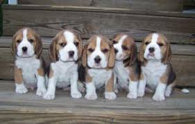 Cachorro de beagle