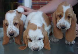 Basset hound Cachorro