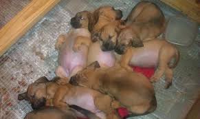 Bloodhound filhotes prontos para venda agora