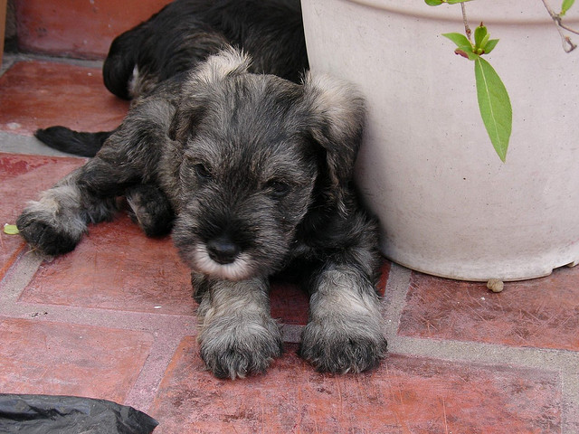   Adorável masculino e feminino schnauzer miniatura Cachorro para aprovação