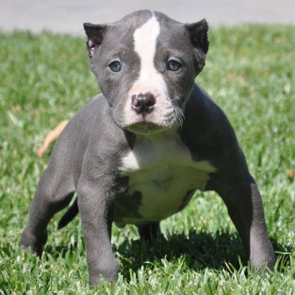 Cachorros Pitbull Terrier americano que procuram boas casas.