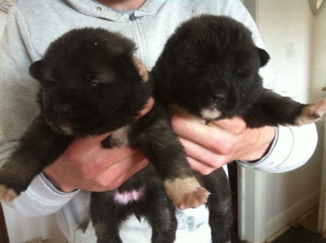 Cachorro de cachorro de akita para a sua casa