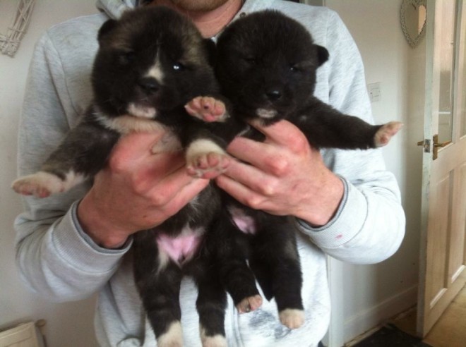 Cachorro de cachorro de akita para a sua casa