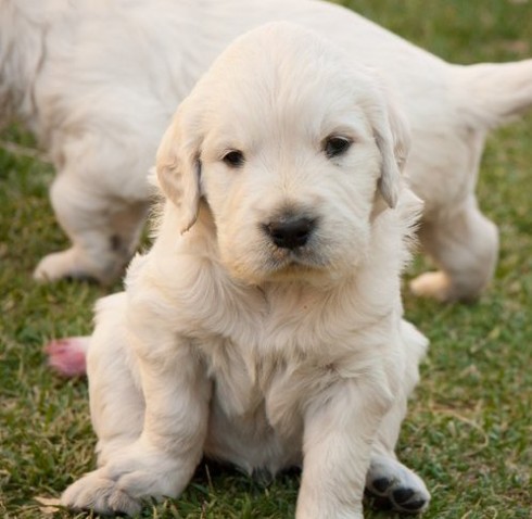 Golden Retriever