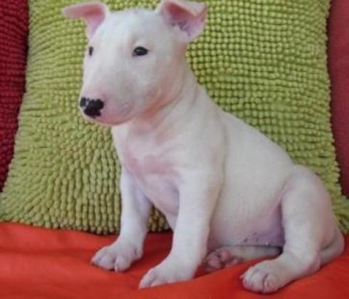 Bull Terrier