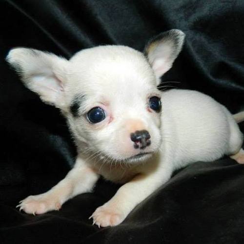 Chihuahuas Seleccionados !! Exclusivos Criadero Miniatura S