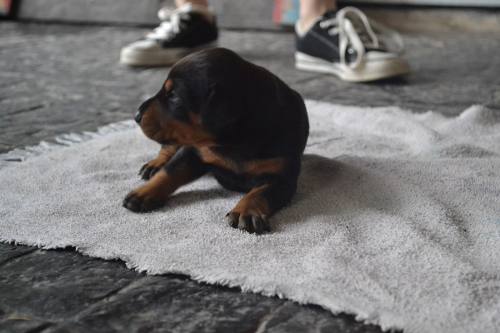 Cachorros Doberman - Padres A La Vista (no Es Criadero)