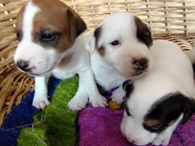 Hermosos Jack Russell Terrier Con Fca Y Microchip