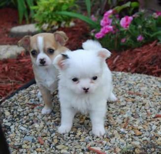 Chihuahua e Maltês cachorros disponíveis para adoção .. 