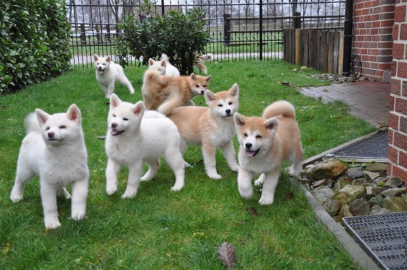 Cachorro de Akita à venda