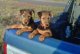 Os filhotes de cachorro macho e fêmea Airedale Terrier para venda