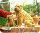 Cachorro sharpei