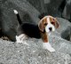 Cachorro de Beagle inteligentes para adoção.