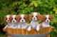 Cachorros Cavalier King Charles Spaniel.