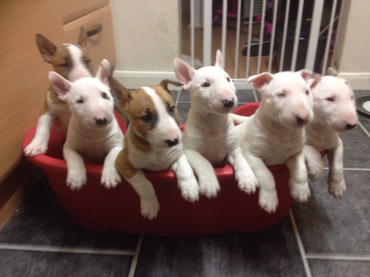 Cachorro Bull Terrier