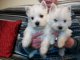 Cachorro de West Highland Terrier