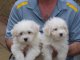 Registrados Cachorro de Coton De Tulear