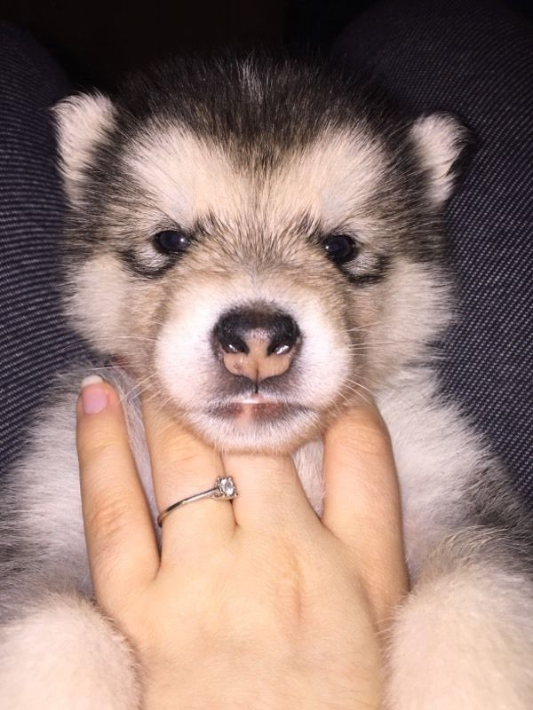 Alaskan Malamute Cachorro prontos agora