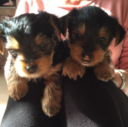 dois Cachorro de Yorkie lindos deslumbrantes registrado