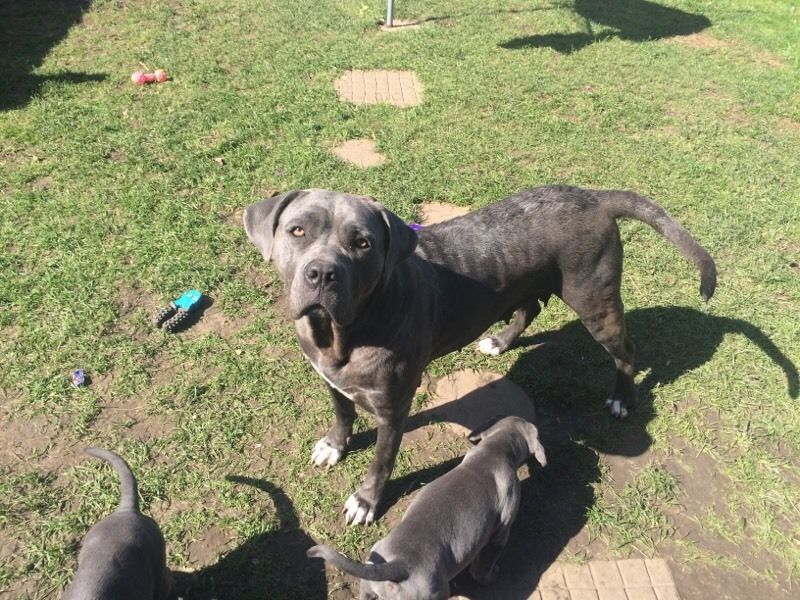 Azul Cane corso Cachorro de cachorro prontos agora