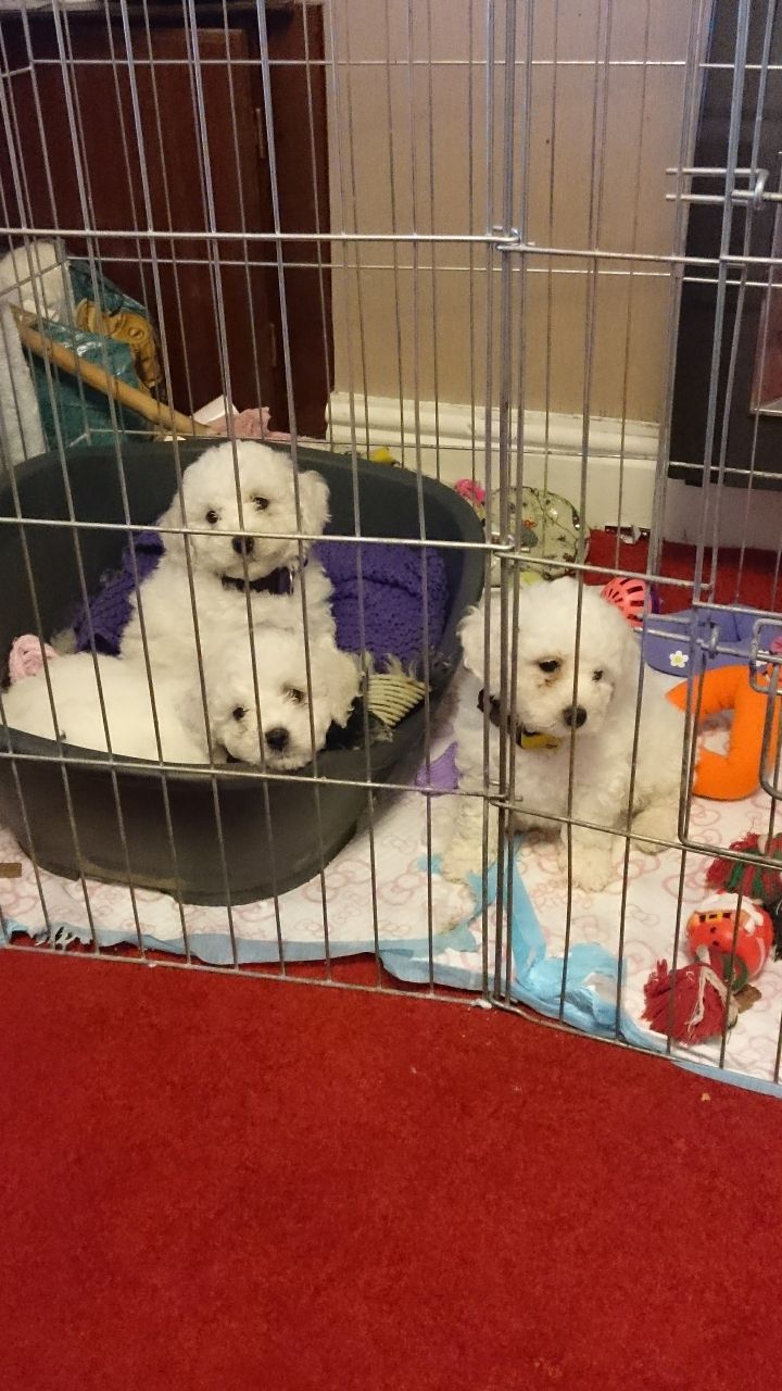 Bichon Maltês cachorros para boas casas