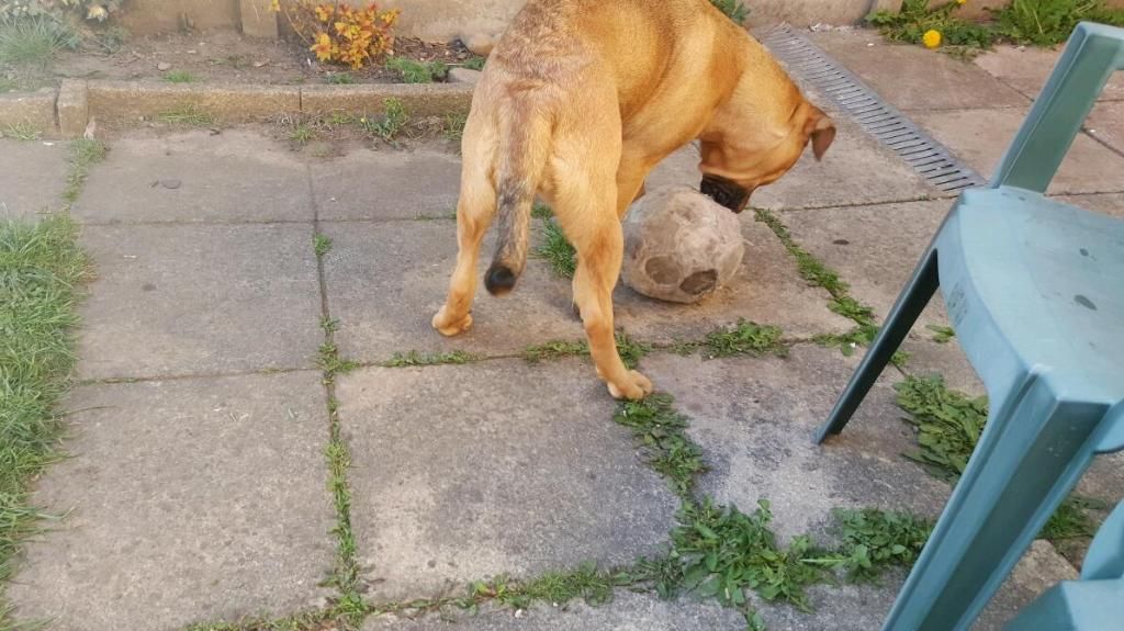 Impressionantes Cachorro Bullmastiff