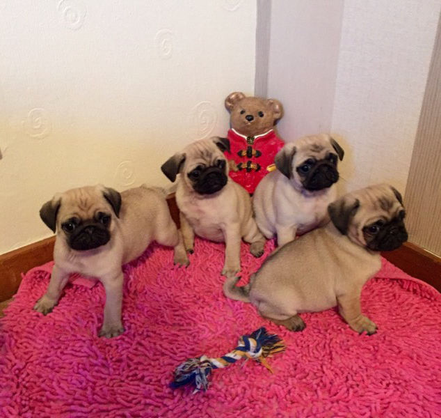 Impressionantes Cachorro Pug prontos