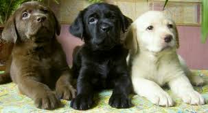 Gratis tricolor de Labrador