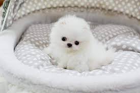 Presente mini-Pomeranian cachorros brinquedo.....Gratis  