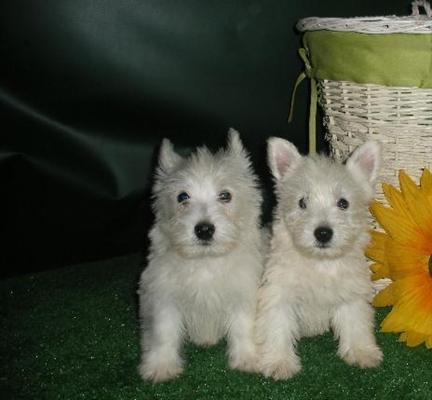 West Highland White Terrier