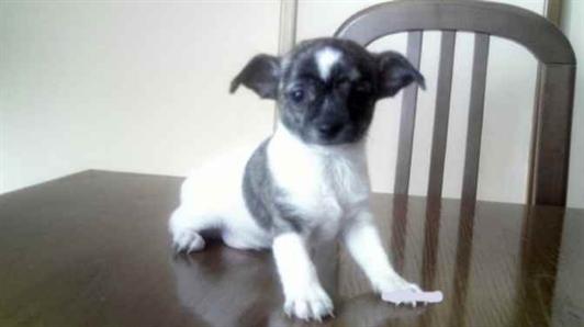 Chihuahua