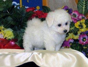 Bichon