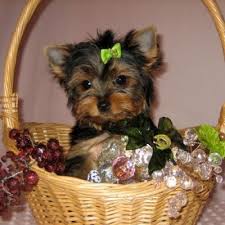 Teacup Yorkie Cachorro de cachorro ainda está disponíveis para qualquer um disposto a fornecê-los com bastante cuidado.