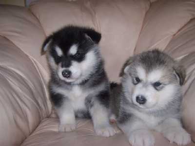 Lindos Cachorro de Malamute do Alasca