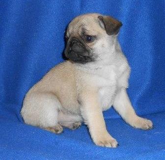 Fawn pug cachorros para venda