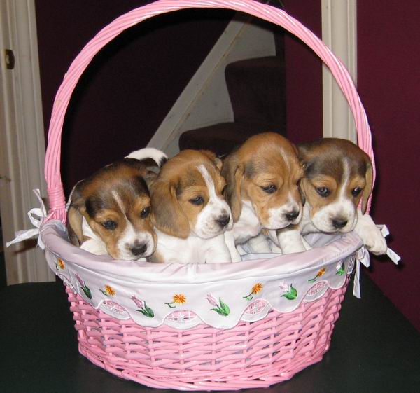  maravilhosos Cachorro de Beagle para adoção