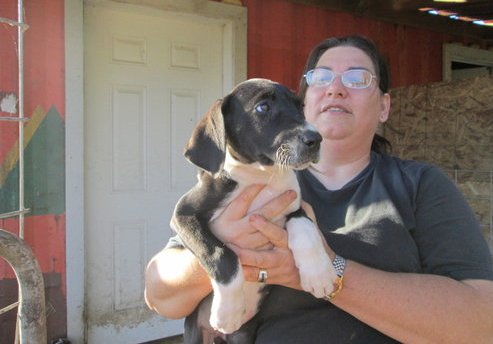 Cachorro de Dogue alemão para casas de Natal