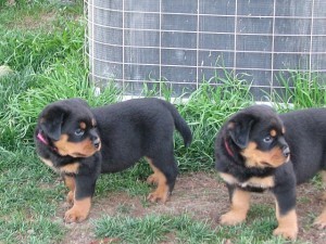 dois lindos Cachorro Rottweiler disponíveis para venda agora