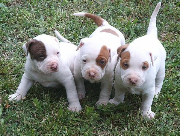 Bull Terrier cachorros para venda