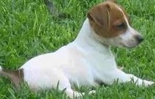 Jack Russell