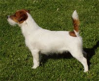 Jack Russell