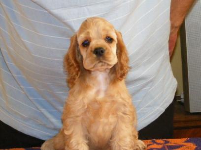 Cocker Spaniel