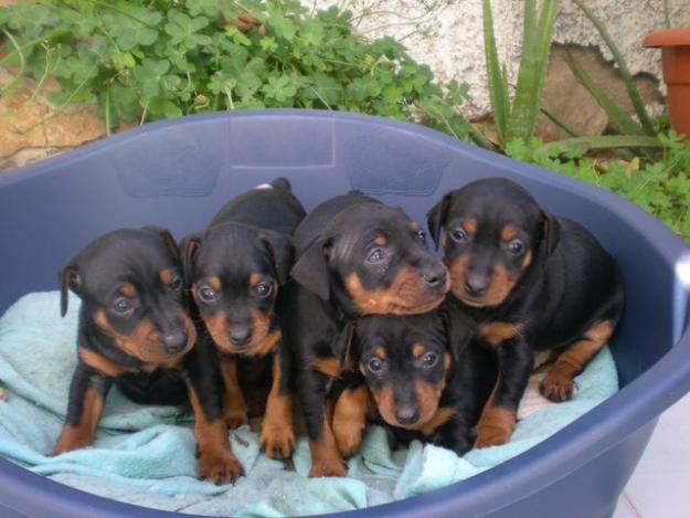 Dobermann