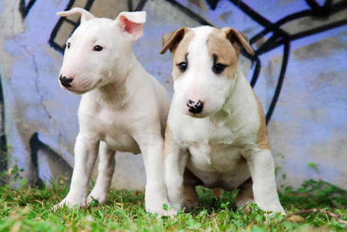 Bullterrier Standard