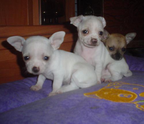 Chihuahua