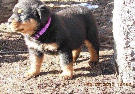 Rotwellier excepcional cachorro para su adopción libre regalo